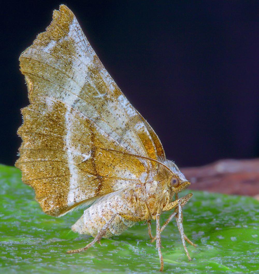 Moth Early- Thorn Wings Pattern Nature Insect Moth Early- Thorn Wings Pattern Nature Insect