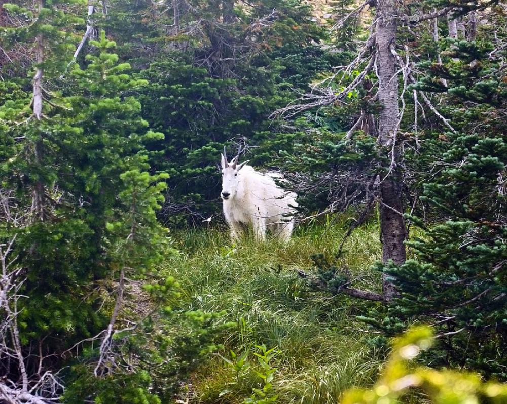 Mountain Goat Alpine Forest Goat Horns Mountain Mountain Goat Alpine Forest Goat Horns Mountain