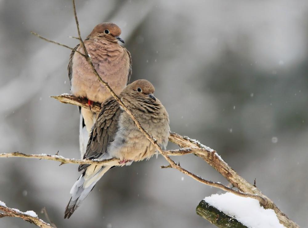 Mourning Doves Dove Bird Nature Wildlife Perched Mourning Doves Dove Bird Nature Wildlife Perched