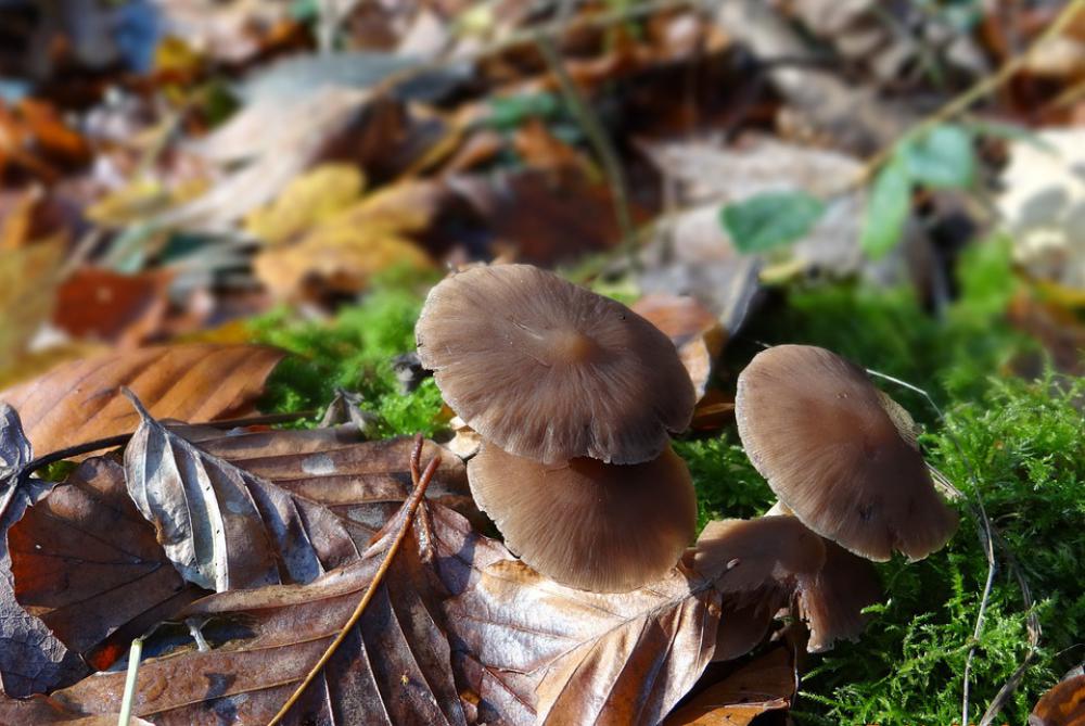 Mushrooms Forest Natural Autumn Skovsvampe Mushrooms Forest Natural Autumn Skovsvampe