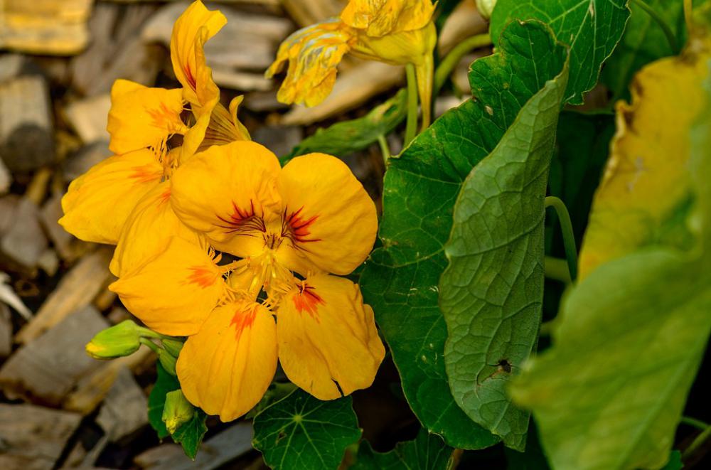 Nasturtium Flower Garden Yellow Blossom Bloom Nasturtium Flower Garden Yellow Blossom Bloom
