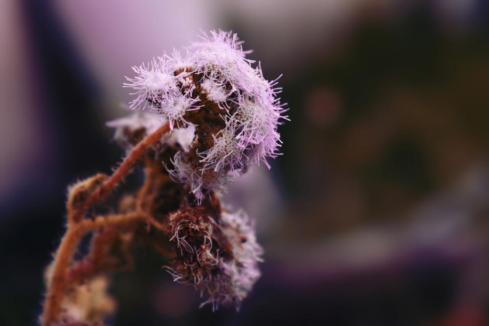 Nature Flowers Bouquet Dry Many Flower Field Nature Flowers Bouquet Dry Many Flower Field