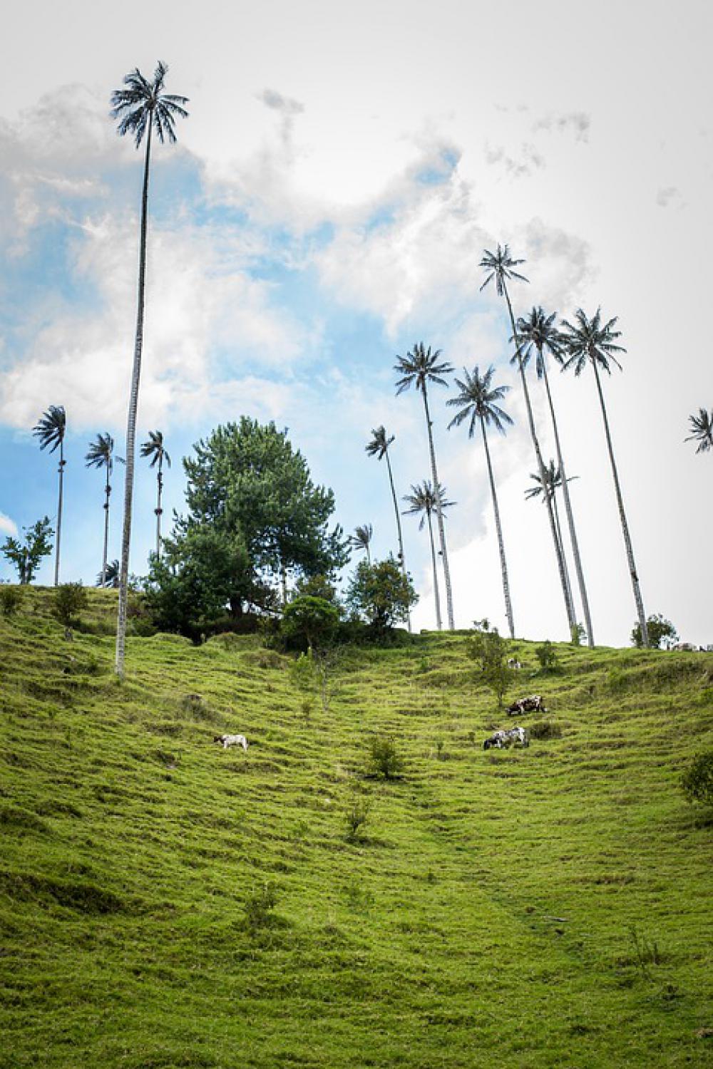 Nature Sky Mountain Palm Trees Salento Quindío Nature Sky Mountain Palm Trees Salento Quindío