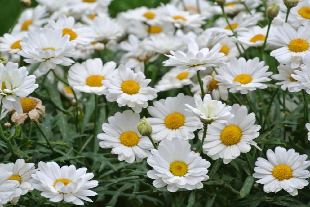 Nature Summer Spring Flower Floral Background Nature Summer Spring Flower Floral Background