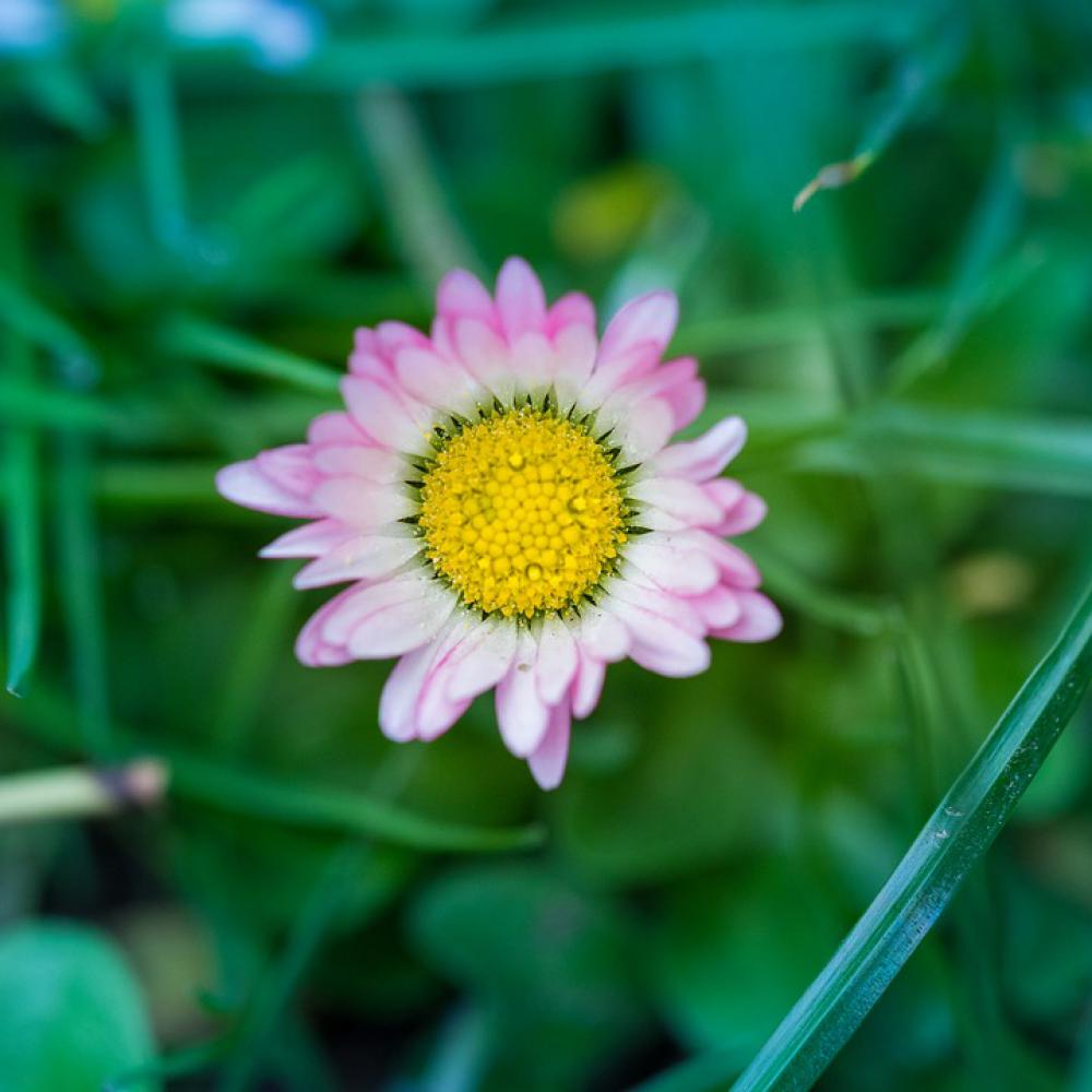 Nature Pink Daisy Plant Garden Purple Spring Nature Pink Daisy Plant Garden Purple Spring