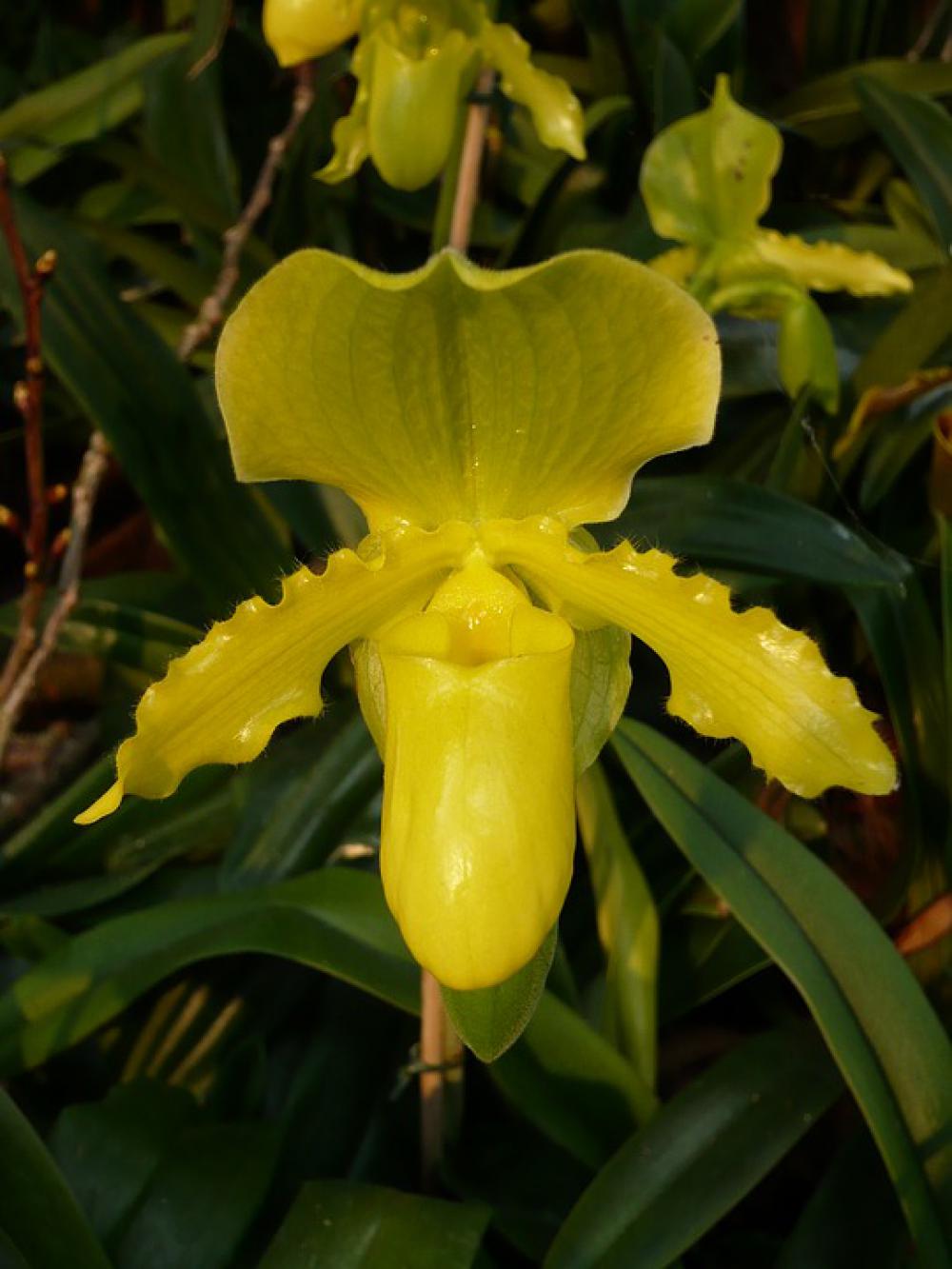 Nature Orchid Yellow Red Flower Close Up Nature Orchid Yellow Red Flower Close Up