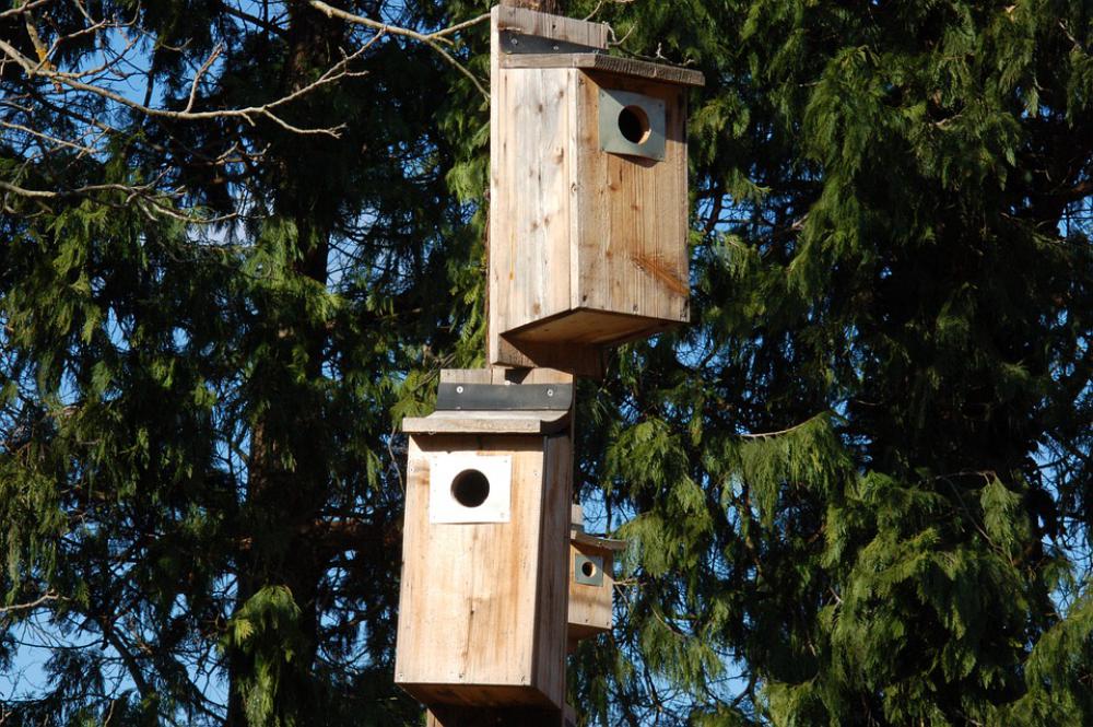 Nests Nest Nature Reproduction Birds Nests Nest Nature Reproduction Birds
