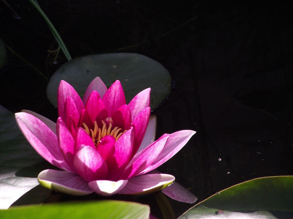 Nuphar Lutea Garden Pond Water Lily Aquatic Plant Nuphar Lutea Garden Pond Water Lily Aquatic Plant