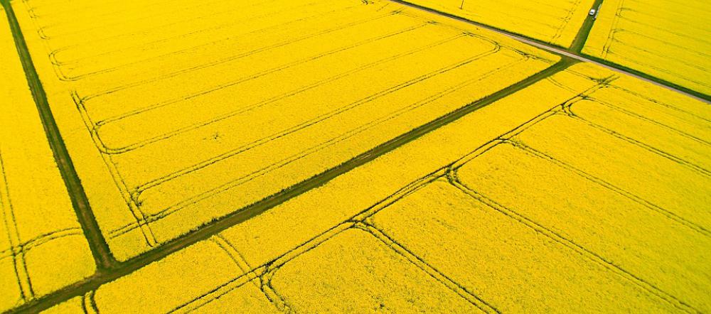 Oilseed Rape Aerial View Agriculture May Spring Oilseed Rape Aerial View Agriculture May Spring