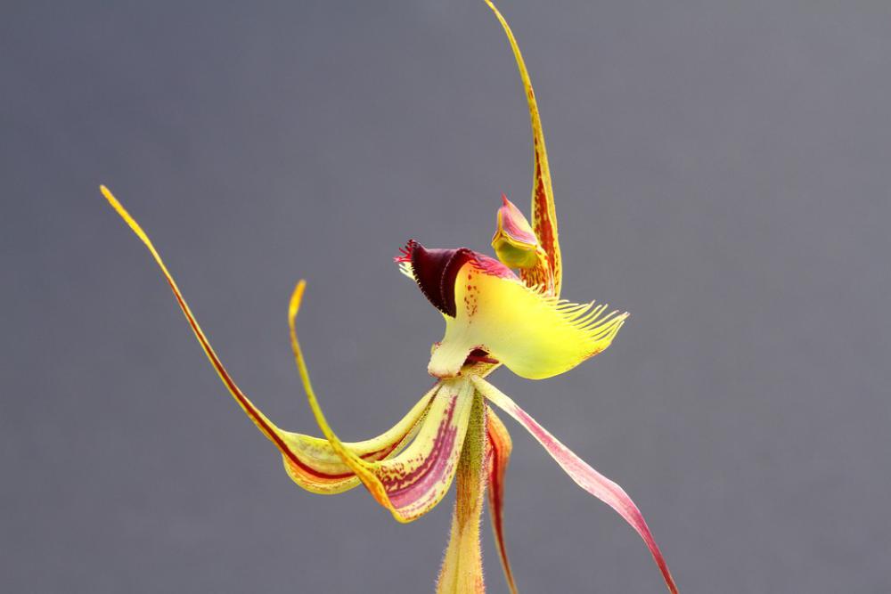 Orchid Butterfly Spider Western Australia Orchid Butterfly Spider Western Australia