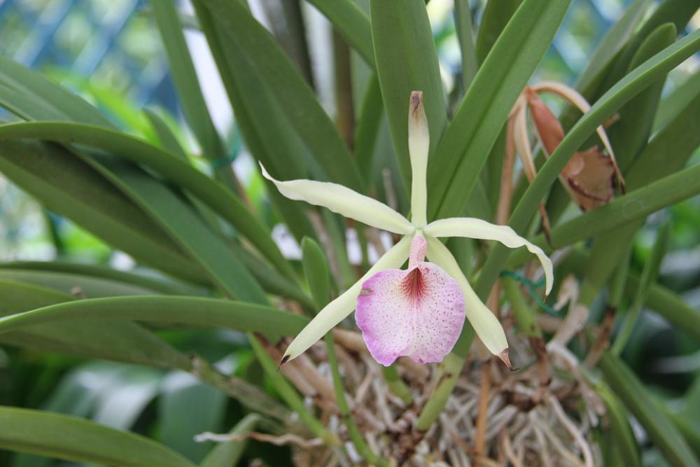 Orchid Botanical Garden Flower Rio De Janeiro Orchid Botanical Garden Flower Rio De Janeiro