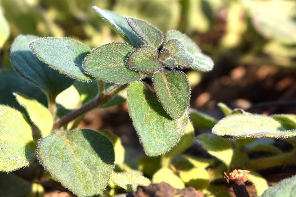 Oregano Herb Seasoning Fresh Herbs Spice Spices Oregano Herb Seasoning Fresh Herbs Spice Spices