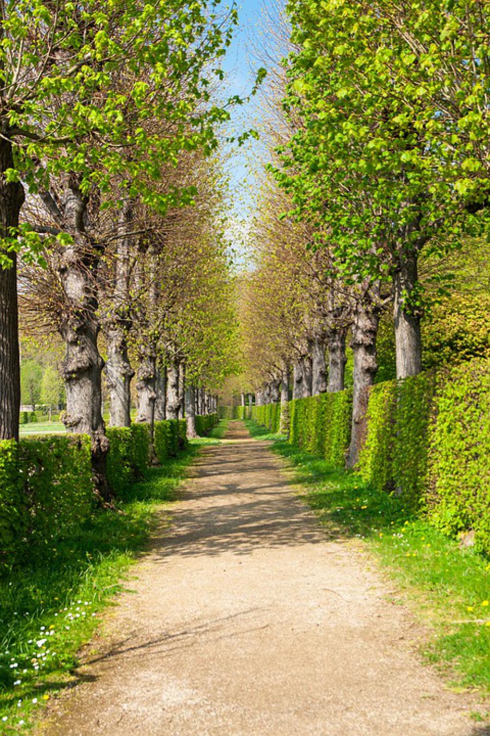 Park Spring Trees Away Nature Green Plant Park Spring Trees Away Nature Green Plant