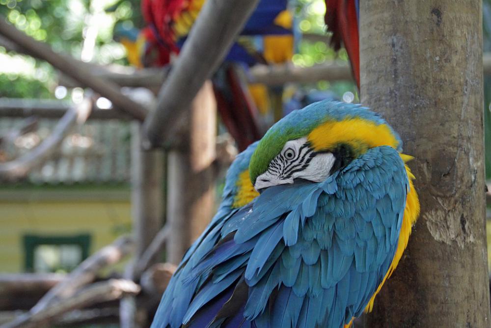Parrot Colorful Bird Plumage Exotic Tropical Parrot Colorful Bird Plumage Exotic Tropical