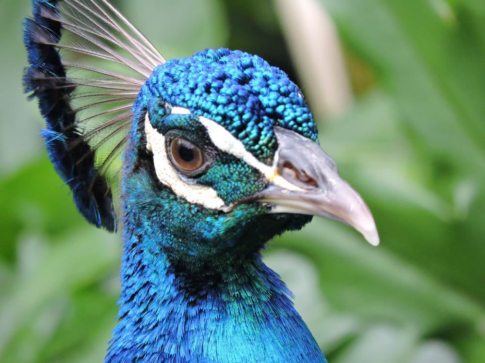 Peacock Feathers Eye Look Exotico Pen Plumage Peacock Feathers Eye Look Exotico Pen Plumage