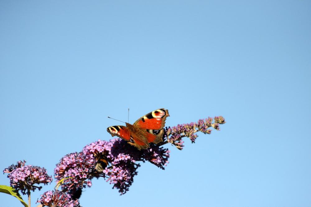 Peacock Butterfly Butterflies Nature Insect Summer Peacock Butterfly Butterflies Nature Insect Summer