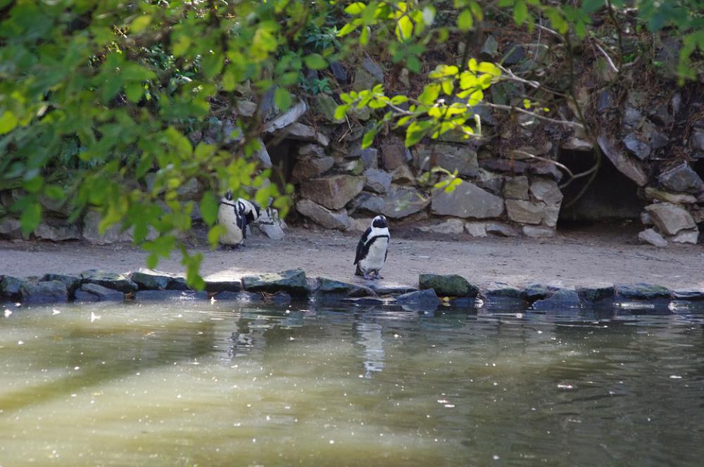Penguin Cold Water Bird Nature Cute Animals Wild Penguin Cold Water Bird Nature Cute Animals Wild