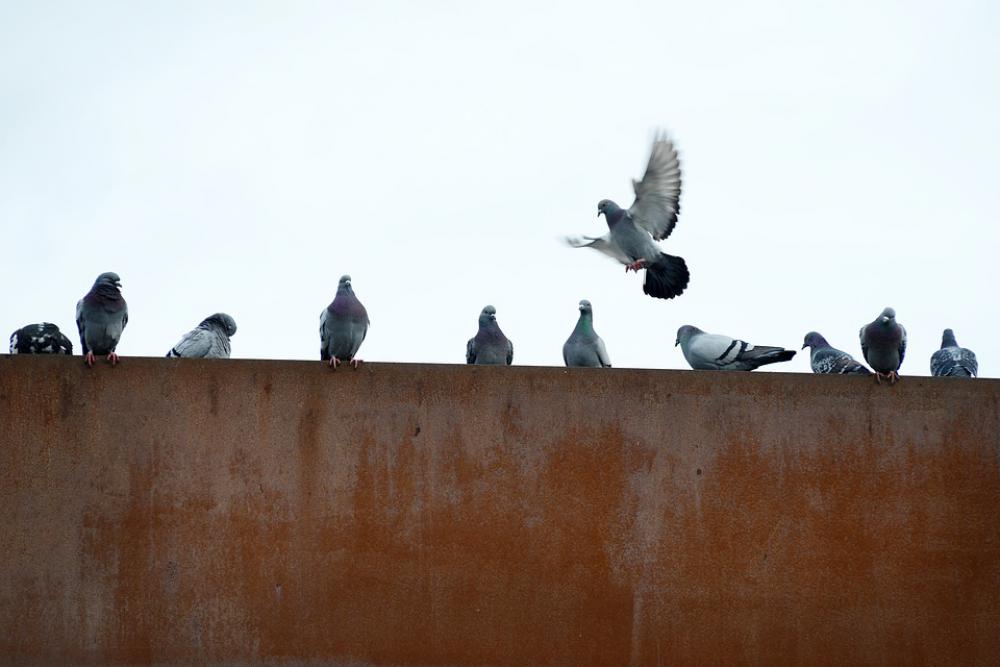 Pigeons Rusty City Flying Industry Wall Birds Pigeons Rusty City Flying Industry Wall Birds