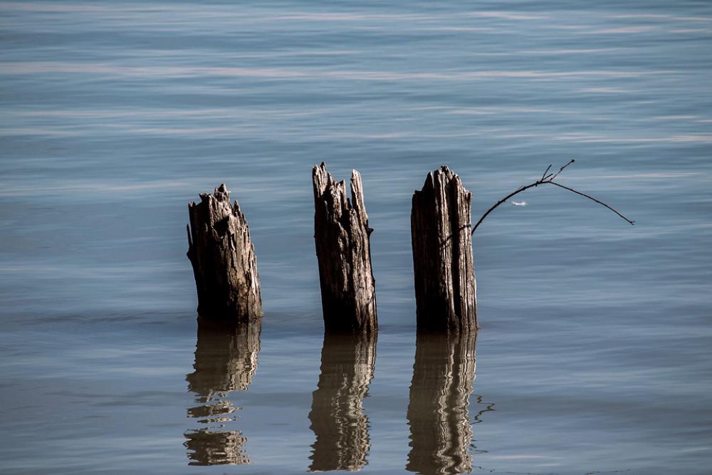 Piles Water Wood Wooden Posts Waters Piles Water Wood Wooden Posts Waters