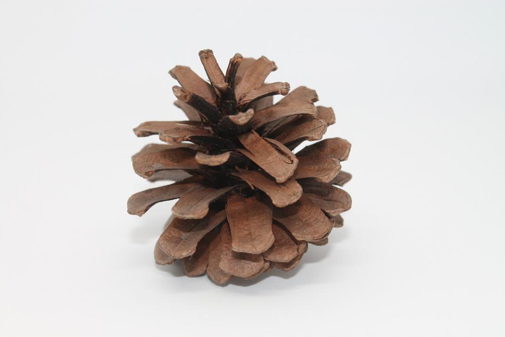 Pine Cones Macro Close Up Brown Wood Decoration Pine Cones Macro Close Up Brown Wood Decoration