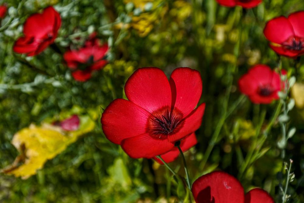 Plant Red Red Lein Flowers Nature Flower Garden Plant Red Red Lein Flowers Nature Flower Garden