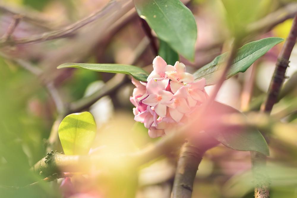 Plant Natural Flowers Spring Early Spring Pink Plant Natural Flowers Spring Early Spring Pink