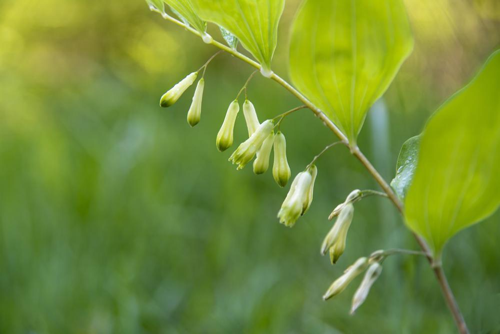 Polygonatum Multiflora Blossom Bloom Forest Nature Polygonatum Multiflora Blossom Bloom Forest Nature