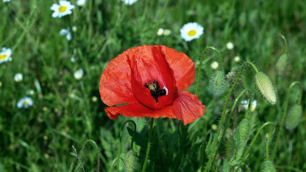 Poppy Papaver Rho Flower Garden Nature Flowers Poppy Papaver Rho Flower Garden Nature Flowers