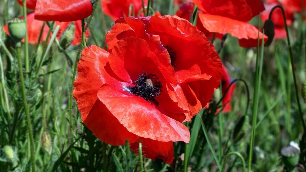 Poppy Papaver Rho Flower Garden Nature Flowers Poppy Papaver Rho Flower Garden Nature Flowers