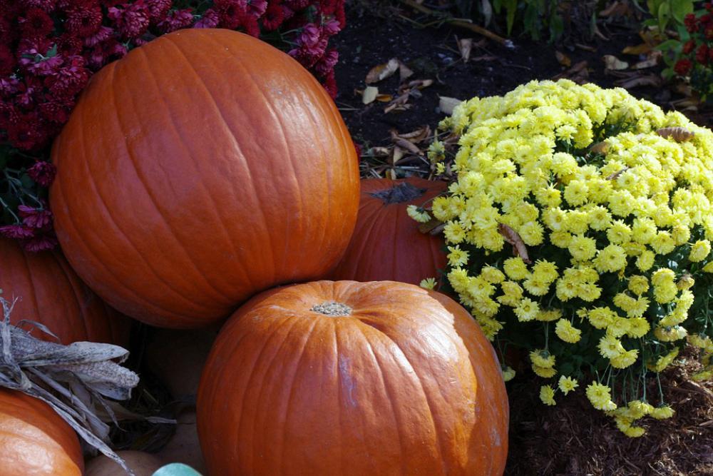 Pumpkin Halloween Decoration Fall Harvest Autumn Pumpkin Halloween Decoration Fall Harvest Autumn