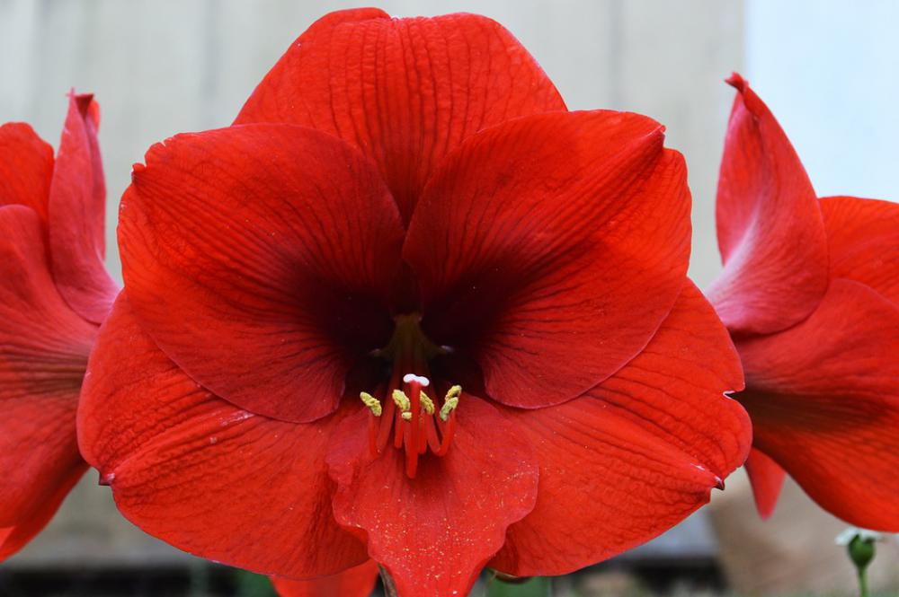 Red Flower Lily Red Plant Flora Garden Flowering Red Flower Lily Red Plant Flora Garden Flowering