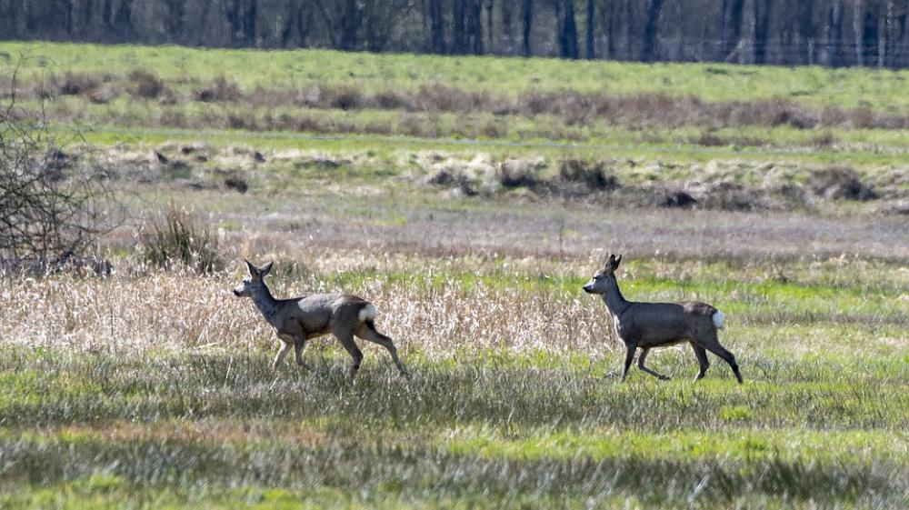 Ree Deer Nature Wild Animal World Mammal Wanted Ree Deer Nature Wild Animal World Mammal Wanted