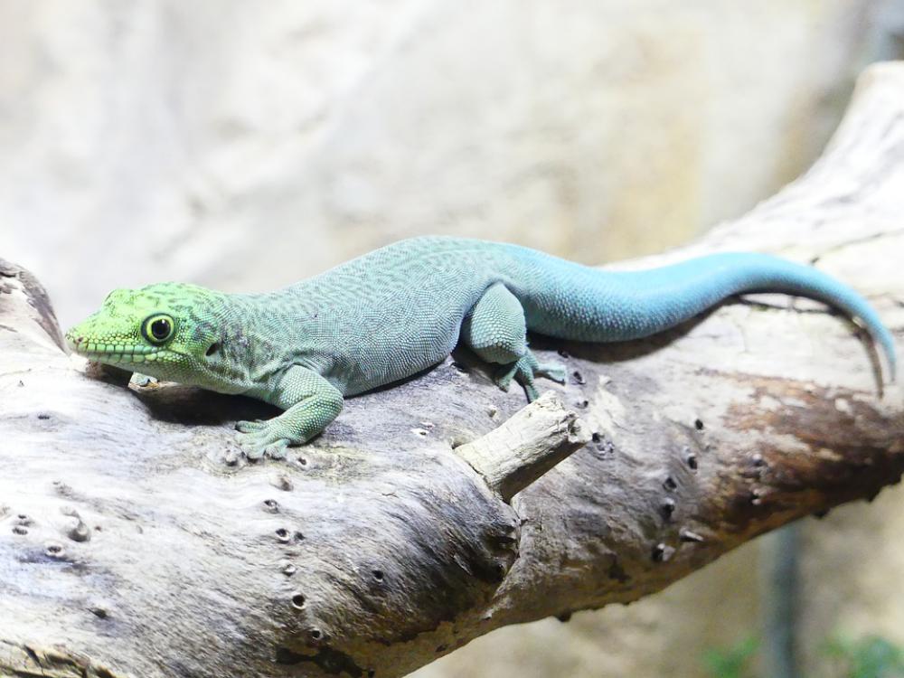 Reptile Lizard Animal Nature Animal World Wild Reptile Lizard Animal Nature Animal World Wild