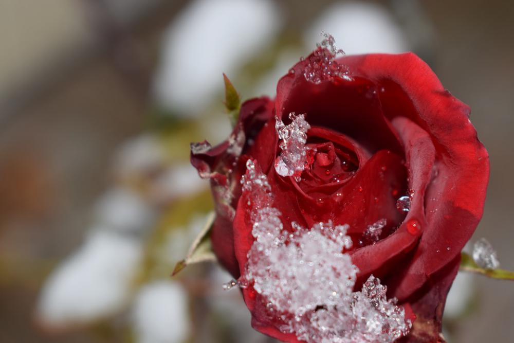 Rose Flower Red Rose Bloom Rose Flower Red Rose Bloom