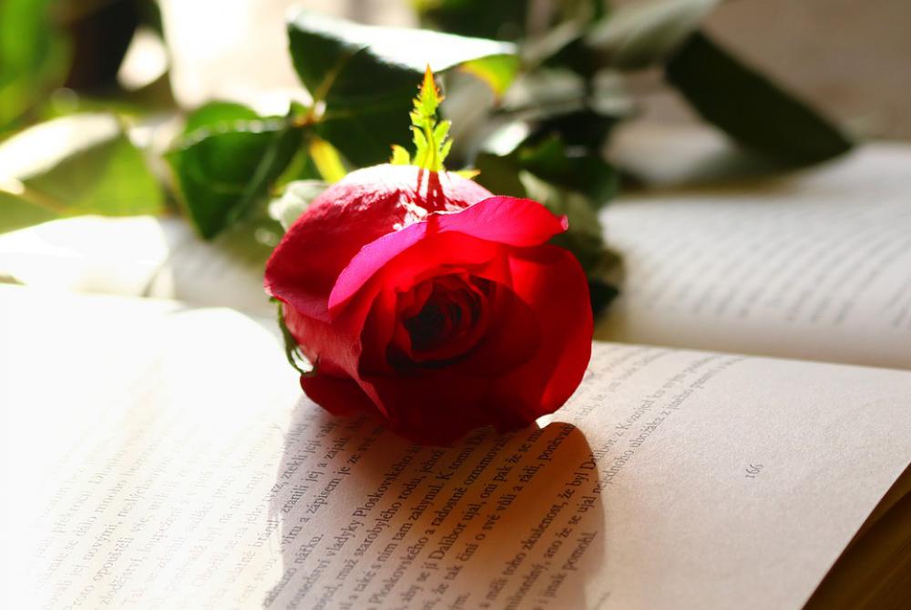 Rose Love Romance Flower Red Rose Love Romance Flower Red