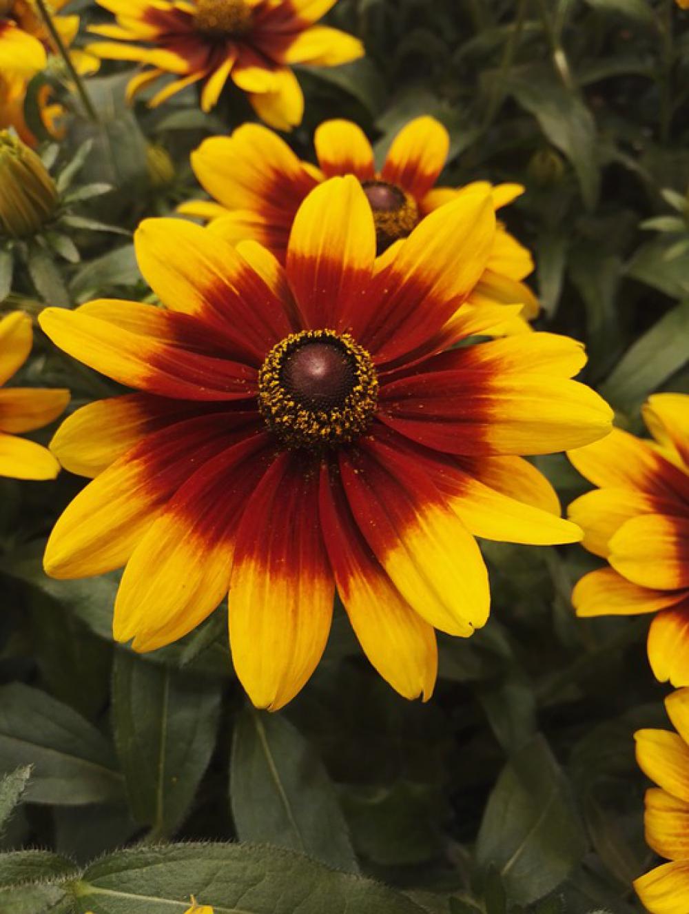 Rudbekia Flower Garden Yellow Nature Plant Rudbekia Flower Garden Yellow Nature Plant