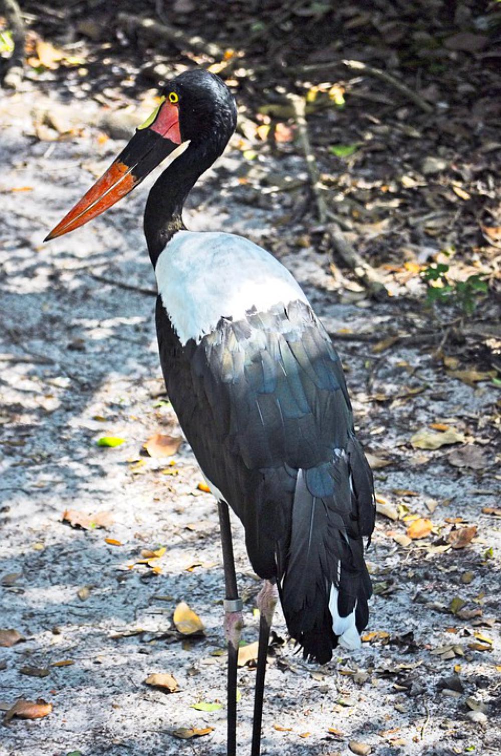 Saddle-Billed Stork Bird Wildlife Animal Stork Saddle-Billed Stork Bird Wildlife Animal Stork