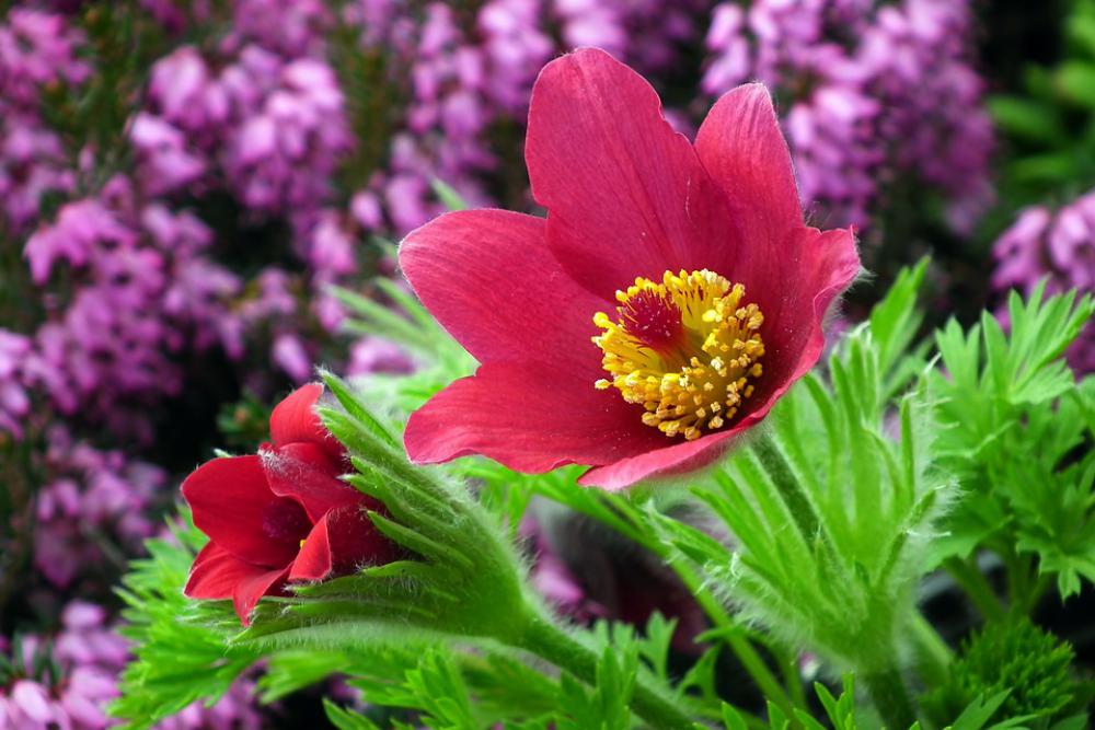 Sasanka Flower Spring Garden Macro Hairy Nature Sasanka Flower Spring Garden Macro Hairy Nature