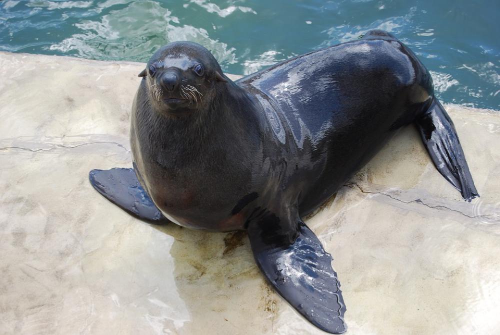 Sea Lion Animal Zoo Mammal Nature Sea Animals Sea Lion Animal Zoo Mammal Nature Sea Animals