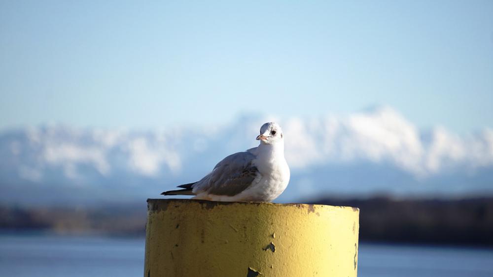 Seagull Lake Constance Port Rest Alpine Säntis Seagull Lake Constance Port Rest Alpine Säntis
