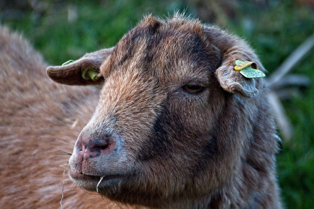 Sheep Wool Cattle Animals Animal Countryside Sheep Wool Cattle Animals Animal Countryside