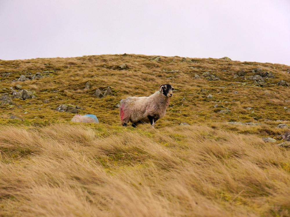 Sheep Grass Landscape Rural Agriculture Animal Sheep Grass Landscape Rural Agriculture Animal