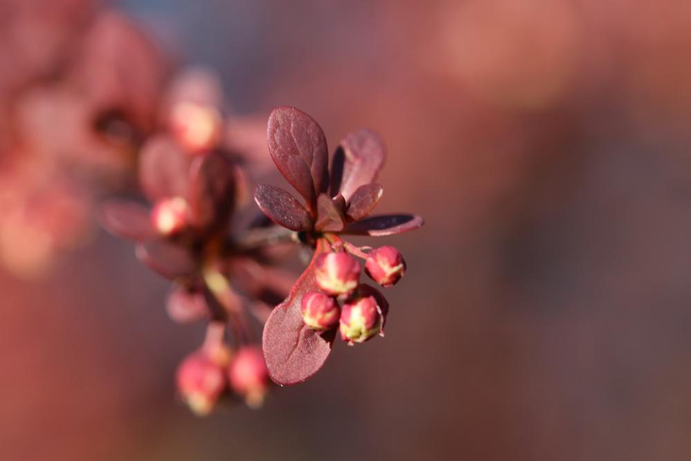 Shrub Leaves Purple Flower Buds Garden Leaves Shrub Leaves Purple Flower Buds Garden Leaves