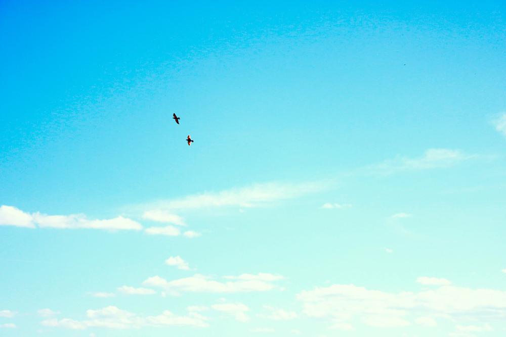 Sky Birds Clouds Pen Flight Wings Ave Freedom Sky Birds Clouds Pen Flight Wings Ave Freedom