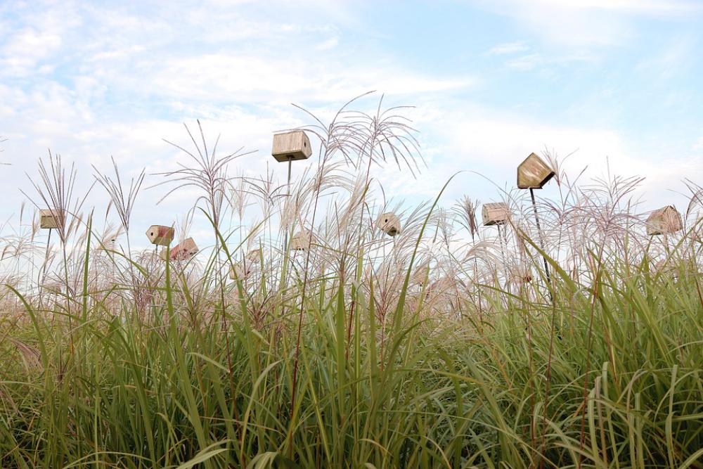 Sky Park Silver Pool Reed Autumn Park Sky Scenery Sky Park Silver Pool Reed Autumn Park Sky Scenery