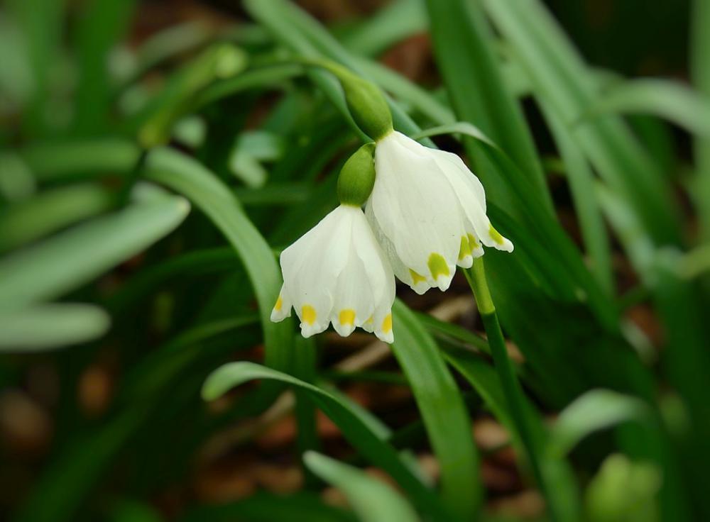 Snowdrop Rubella Flowers Spring Nature Beauty Snowdrop Rubella Flowers Spring Nature Beauty