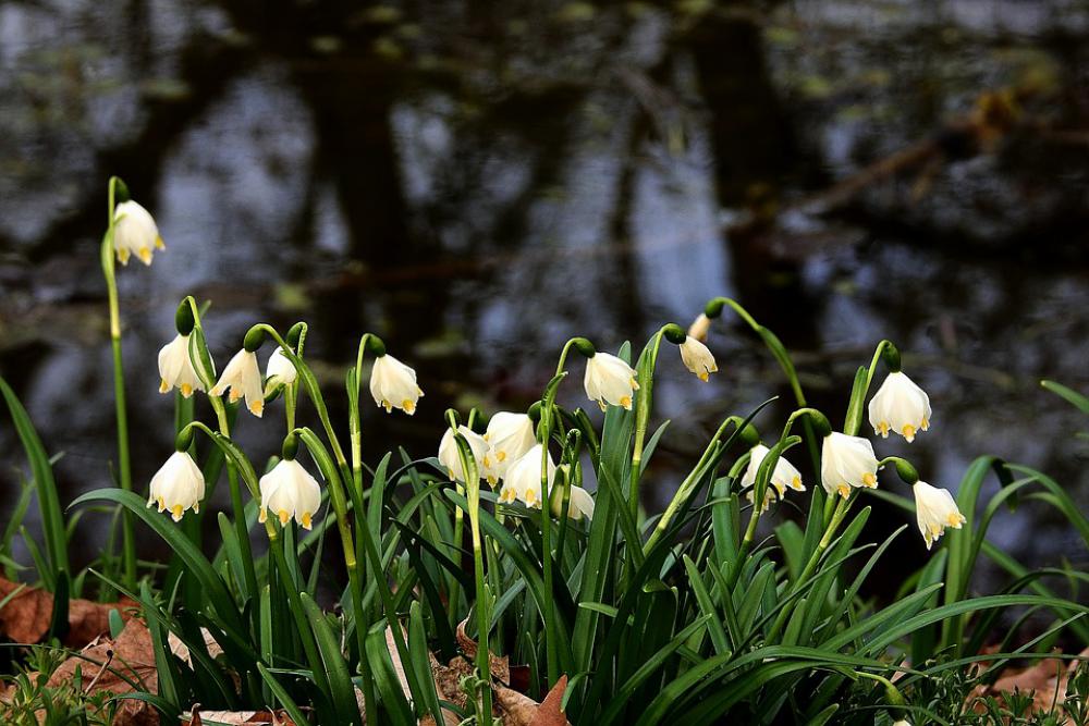 Snowdrops Pond White Flower Snowdrops Pond White Flower