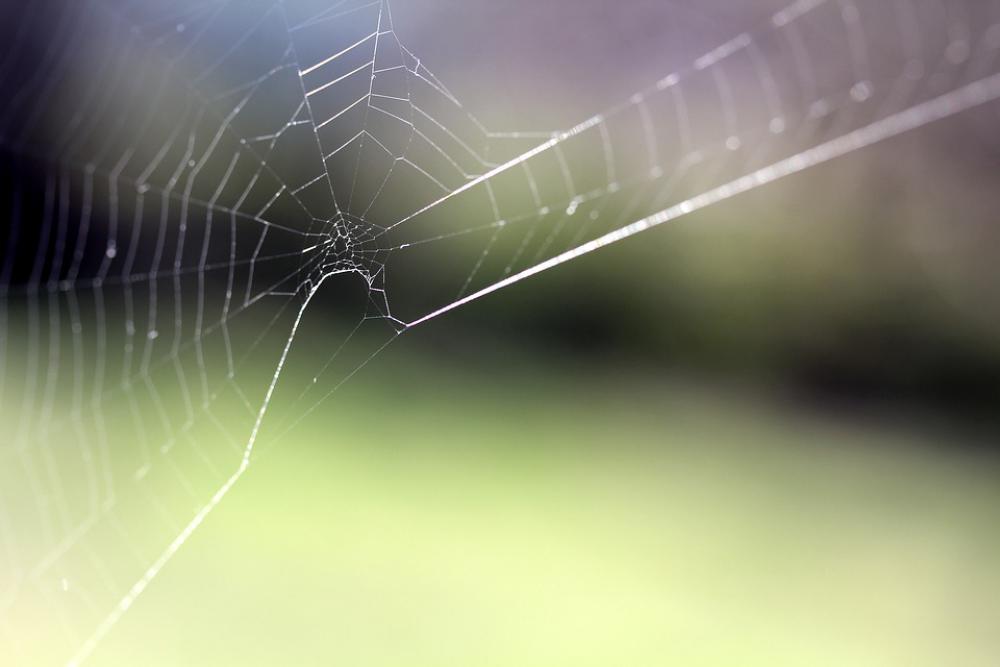 Spider Web Cobweb Nature Macro Spider Web Cobweb Nature Macro