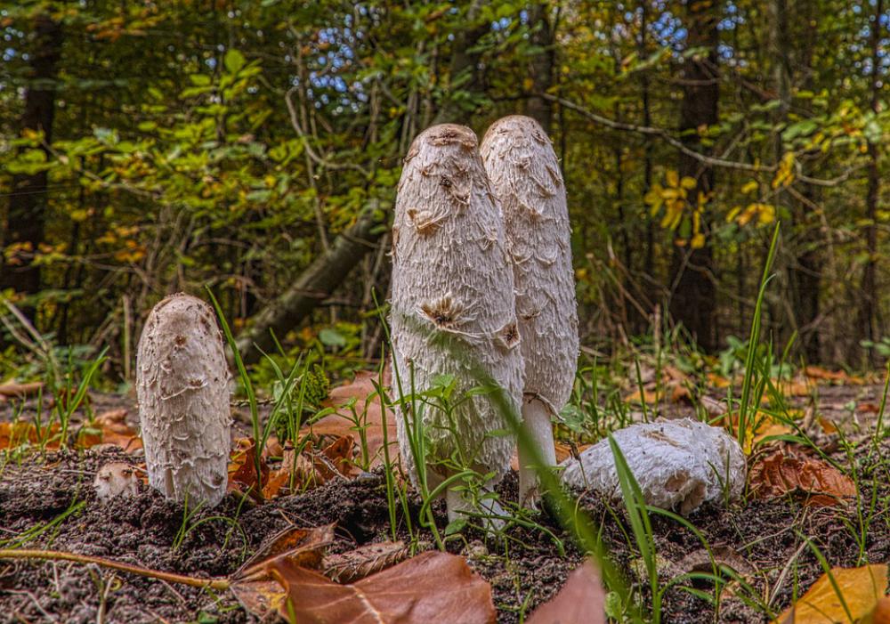 Sponge Blækhat Autumn Forest Natural Trees Sponge Blækhat Autumn Forest Natural Trees