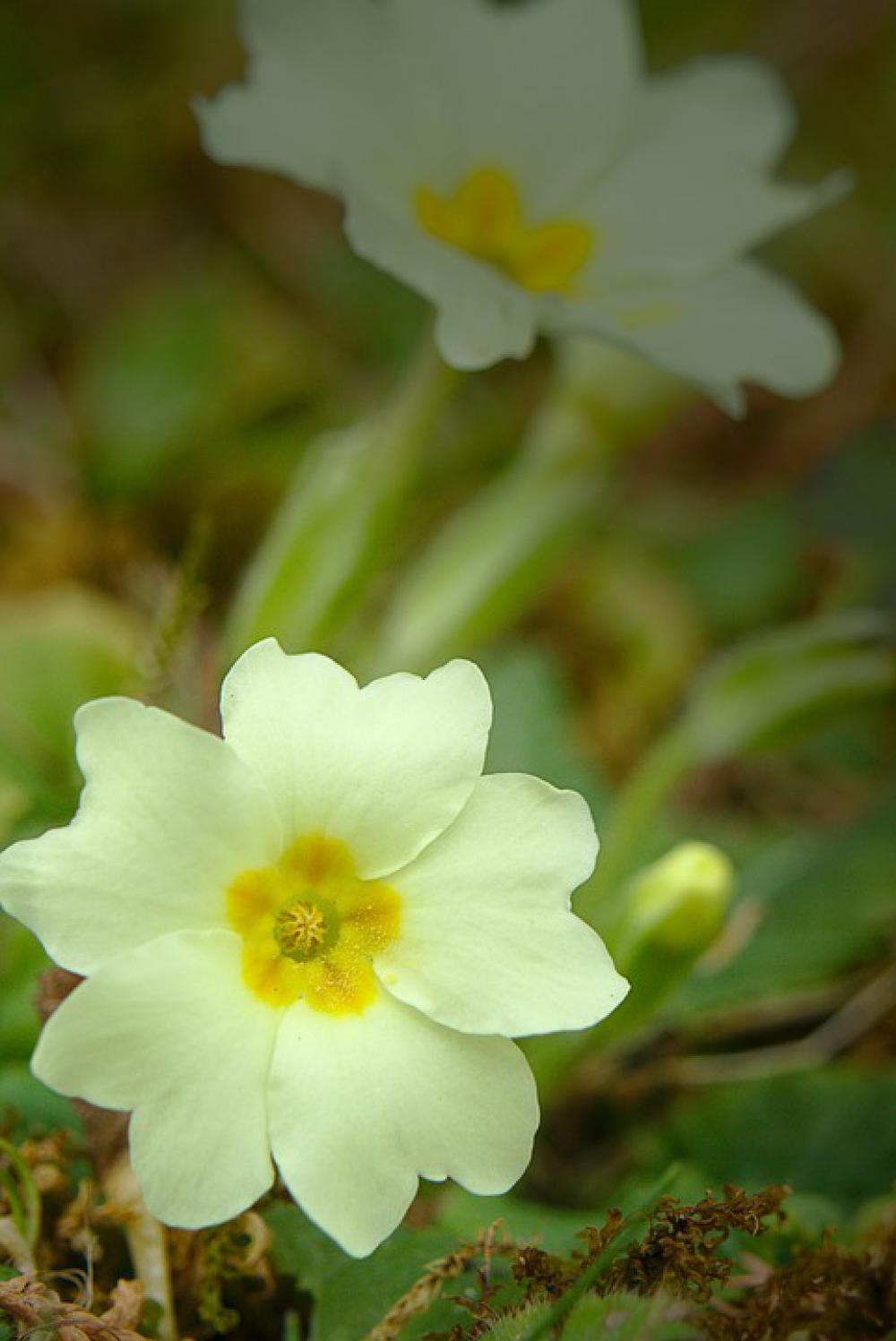 Spring Cowslip Yellow Plant Close Up Spring Flower Spring Cowslip Yellow Plant Close Up Spring Flower